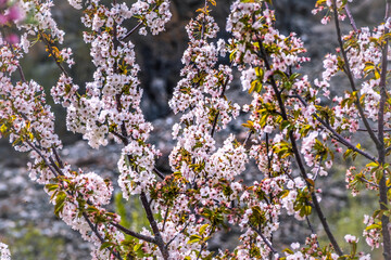 Cherry blossom and apricot blossom is northern areas of Gilgit Baltistan, pakistan