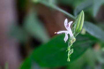 Closed up blooming Paniculata flower, Andrographis paniculata, Thai herb, the king of bitterness Cure flu, sore throat