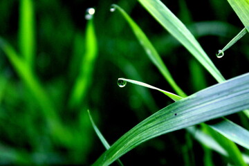 dew drops on a grass