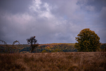 Fototapeta premium Lonely tree in the middle of a broad clearing. A picturesque and wild place in the autumn season