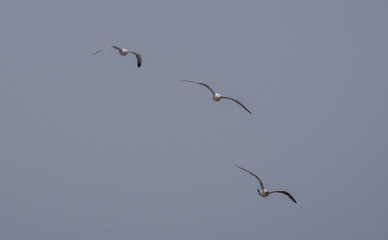 Gaviotas surcando el cielo de la ciudad de Essaouira, en la costa central de Marruecos