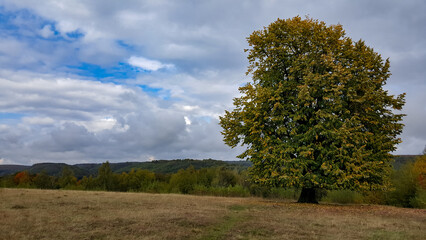 Fototapeta na wymiar Lonely tree in the middle of a broad clearing. A picturesque and wild place in the autumn season
