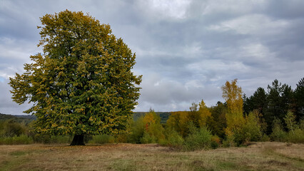 Lonely tree in the middle of a broad clearing. A picturesque and wild place in the autumn season