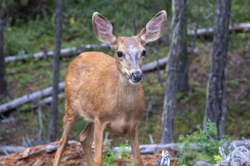 deer in the woods