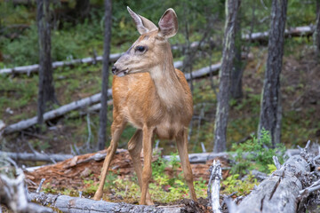 deer in the woods