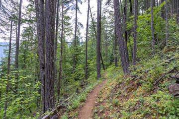 footpath in the woods