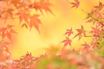 Naklejka na ściany i meble モミジの紅葉・秋の和風イメージ