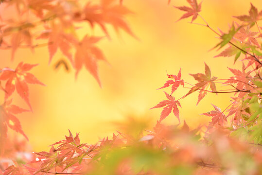 モミジの紅葉・秋の和風イメージ