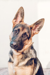 Calm obedient purebred dog of German Shepherd pedigree near wall