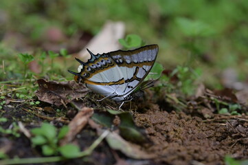 Butterfly from the Taiwan (Polyura  eudamippus )two-tailed butterfly.