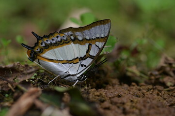 Butterfly from the Taiwan (Polyura  eudamippus )two-tailed butterfly.