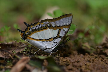 Butterfly from the Taiwan (Polyura  eudamippus )two-tailed butterfly.