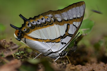 Butterfly from the Taiwan (Polyura  eudamippus )two-tailed butterfly.