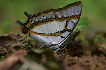 Butterfly from the Taiwan (Polyura  eudamippus )two-tailed butterfly.