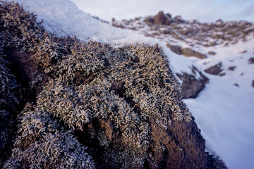 Frozen lava stones in winter