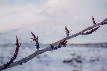 Tree buds in winter close up