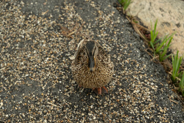 ente