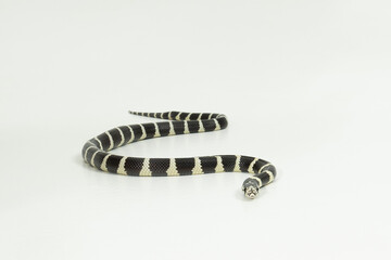 Kettennatter Lampropeltis Californiae