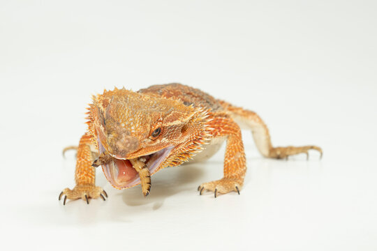 bartagame essen