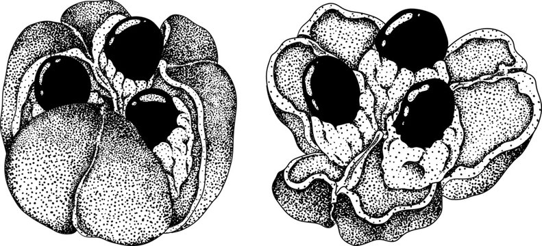 Hand drawn engraved style Ackee, Blighia sapida or achee, medicinal plant. Vector Illustration on white Background.