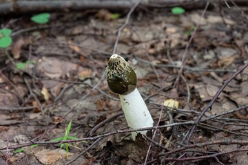 Green fly on Phallus impudicus known as common stinkhorn mushroom in the forest