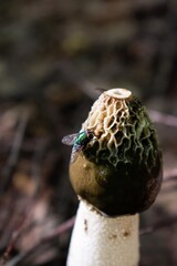 Green fly on Phallus impudicus known as common stinkhorn mushroom in the forest