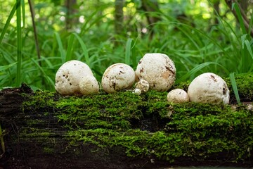 witch's eggs of Phallus impudicus known as common stinkhorn mushroom laying on mossy log with green background