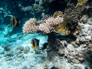 Fantastically beautiful corals and inhabitants of the coral reef in the Red Sea.