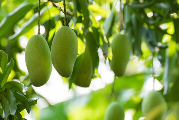 Green Mango on tree