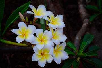 frangipani flowers Close up beautiful Plumeria. Amazing of Thai frangipani flowers on green leaf background. Thailand spa and therapy flower