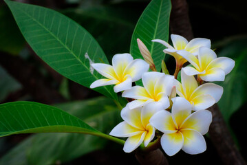 frangipani flowers Close up beautiful Plumeria. Amazing of Thai frangipani flowers on green leaf background. Thailand spa and therapy flower