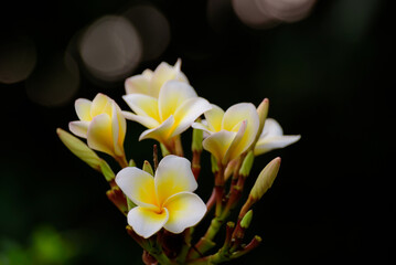frangipani flowers Close up beautiful Plumeria. Amazing of Thai frangipani flowers on green leaf background. Thailand spa and therapy flower