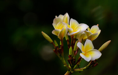 Fototapeta premium frangipani flowers Close up beautiful Plumeria. Amazing of Thai frangipani flowers on green leaf background. Thailand spa and therapy flower