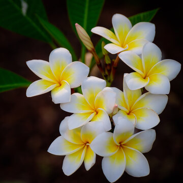 frangipani flowers Close up beautiful Plumeria. Amazing of Thai frangipani flowers on green leaf background. Thailand spa and therapy flower