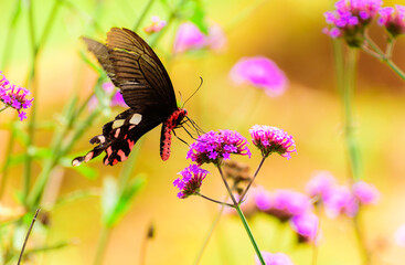 beautiful butterfly on flower in garden