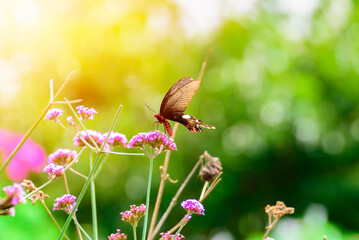 beautiful butterfly on flower in garden