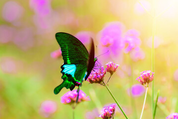 beautiful butterfly on flower in garden