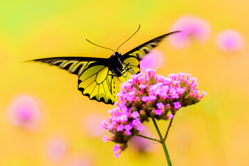 beauty of the yellow butterfly