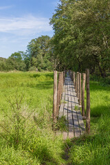 Corduroy road through the Zammel march in the vicinity of Westerlo