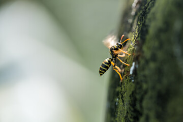 Close-up of a wasp