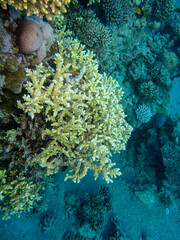 Fantastically beautiful corals and inhabitants of the coral reef in the Red Sea.