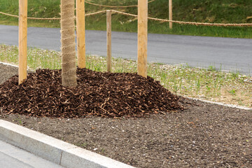 Landscaping Road. Planting Young Trees Sapling with Tree Support Protection and Mulching along Road. Landscape Roadside.