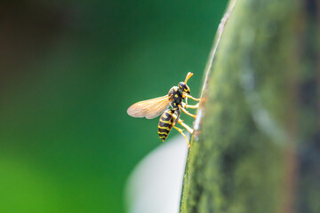 Close-up of a wasp