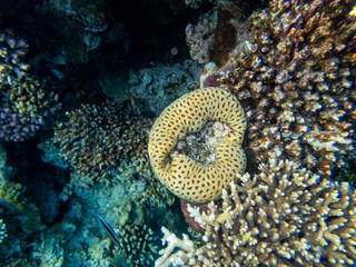 Fantastically beautiful corals and inhabitants of the coral reef in the Red Sea.