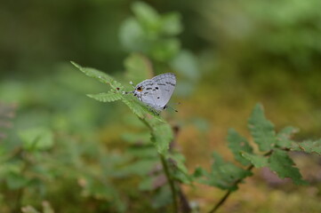 Butterfly from the Taiwan (Hypolycaena kina inari (Wileman, 1908) ) Taiwan black star small gray butterfly  