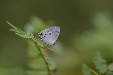 Butterfly from the Taiwan (Hypolycaena kina inari (Wileman, 1908) ) Taiwan black star small gray butterfly  