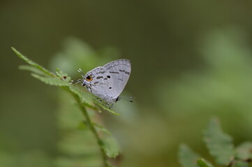 Butterfly from the Taiwan (Hypolycaena kina inari (Wileman, 1908) ) Taiwan black star small gray butterfly  