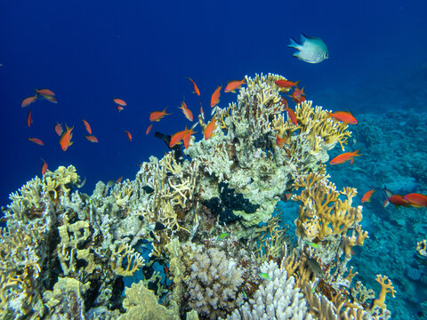Fantastically beautiful corals and inhabitants of the coral reef in the Red Sea.
