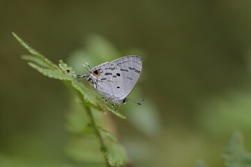Butterfly from the Taiwan (Hypolycaena kina inari (Wileman, 1908) ) Taiwan black star small gray butterfly  