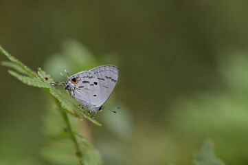 Butterfly from the Taiwan (Hypolycaena kina inari (Wileman, 1908) ) Taiwan black star small gray butterfly  